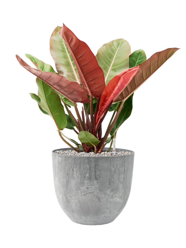 Philodendron 'Prince of Orange' en Artstone