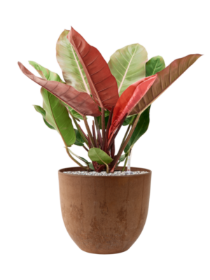 Philodendron 'Prince of Orange' en Artstone