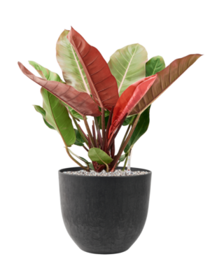 Philodendron 'Prince of Orange' en Artstone