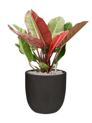 Philodendron 'Prince of Orange' en Capi Urban Smooth NL