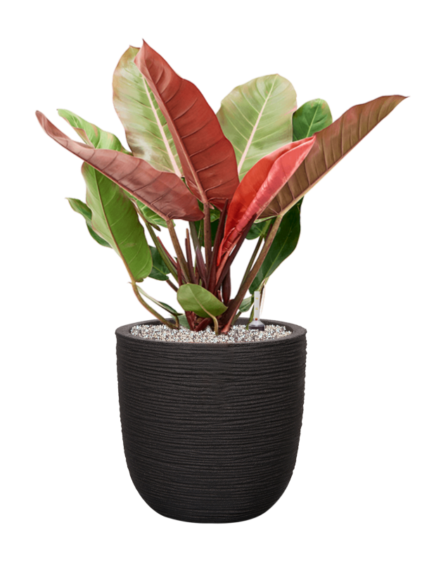 Philodendron 'Prince of Orange' en Capi Nature Rib NL