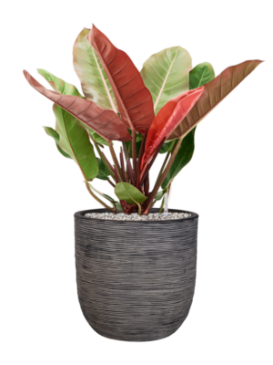 Philodendron 'Prince of Orange' en Capi Nature Rib NL