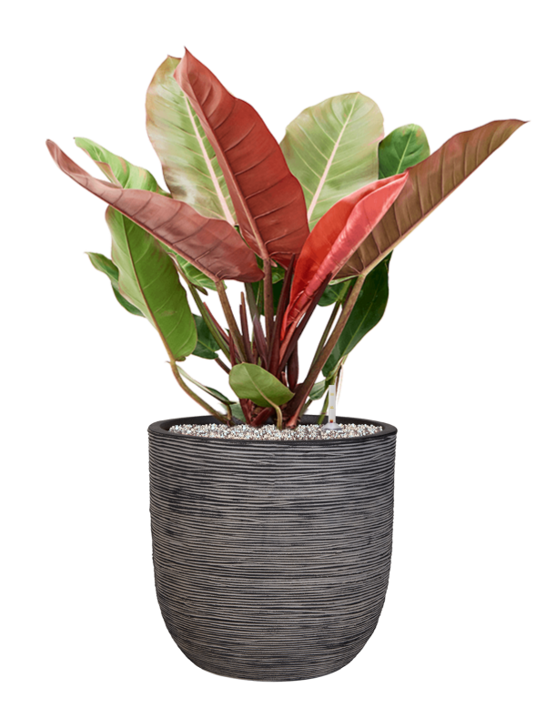 Philodendron 'Prince of Orange' en Capi Nature Rib NL