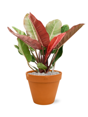 Philodendron 'Prince of Orange' en Terra Cotta