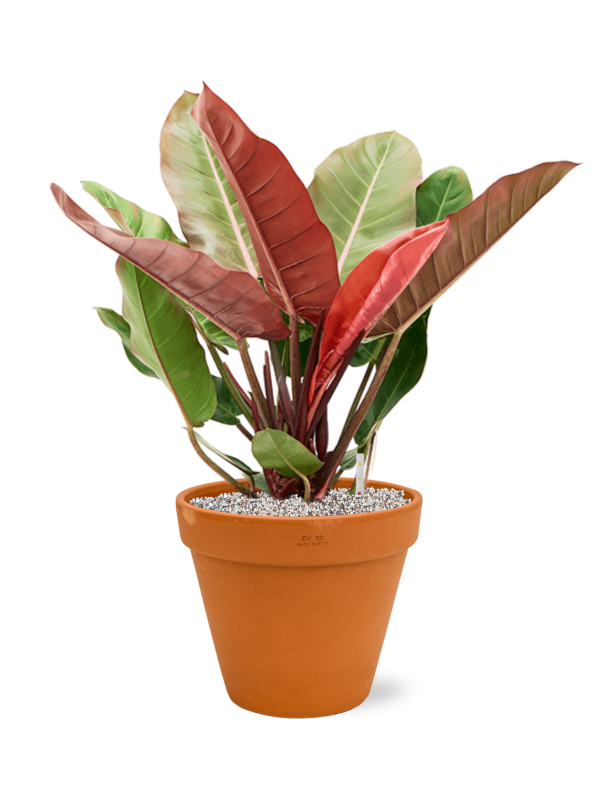 Philodendron 'Prince of Orange' en Terra Cotta, Den Daas