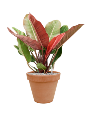 Philodendron 'Prince of Orange' en Terra Cotta