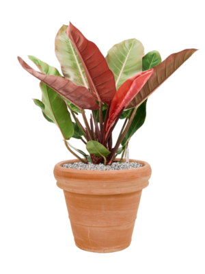 Philodendron 'Prince of Orange' en Terra Cotta