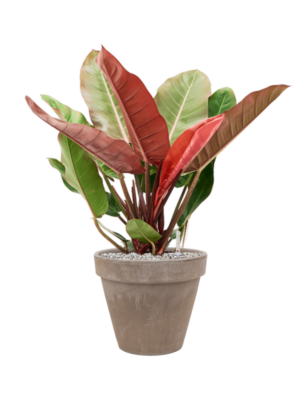 Philodendron 'Prince of Orange' en Terra Cotta