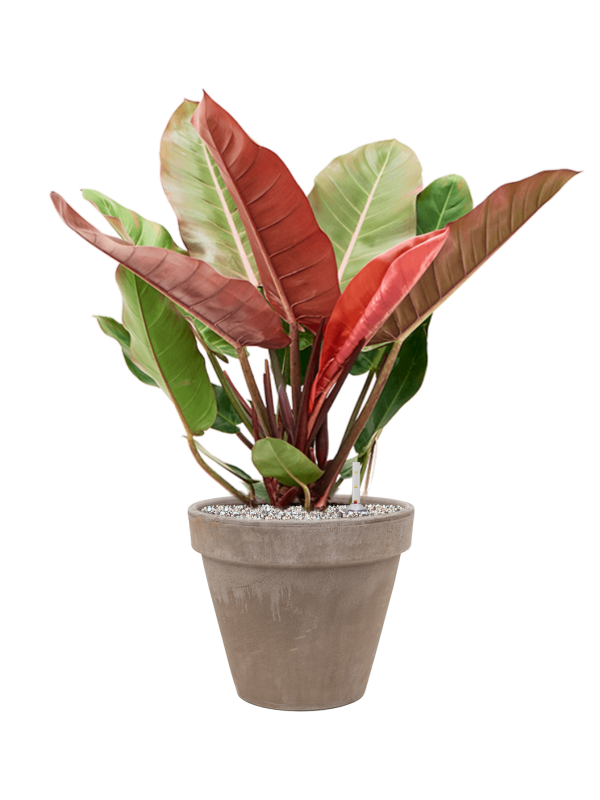 Philodendron 'Prince of Orange' en Terra Cotta, Den Daas