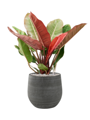 Philodendron 'Prince of Orange' en Esra