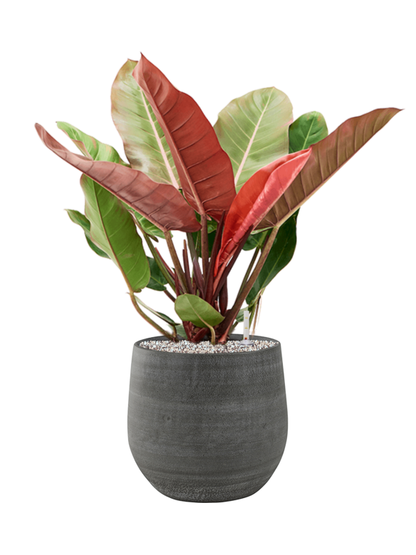 Philodendron 'Prince of Orange' en Esra, Ter Steege