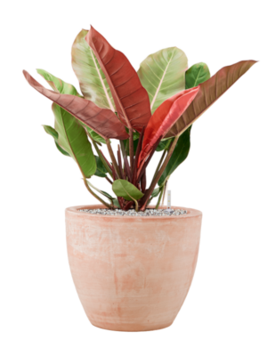 Philodendron 'Prince of Orange' en Terra Cotta