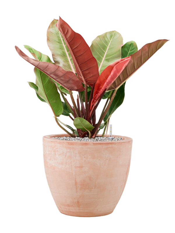 Philodendron 'Prince of Orange' en Terra Cotta, Ter Steege
