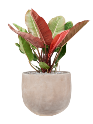 Philodendron 'Prince of Orange' en Terra Cotta Omar