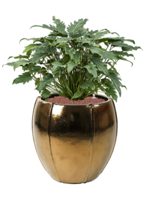 Philodendron 'Xanadu' en Moda