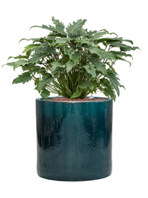Philodendron 'Xanadu' en Cylinder