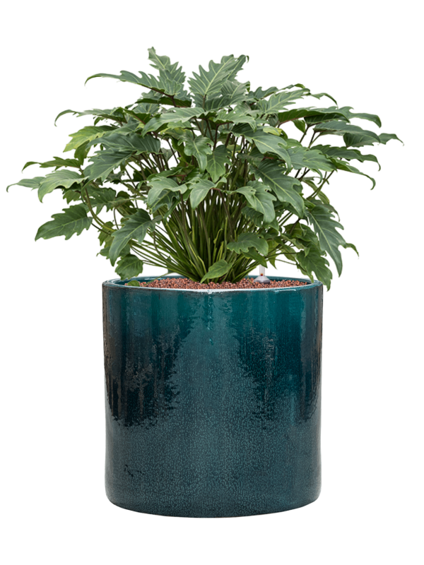 Philodendron 'Xanadu' en Cylinder, Ter Steege