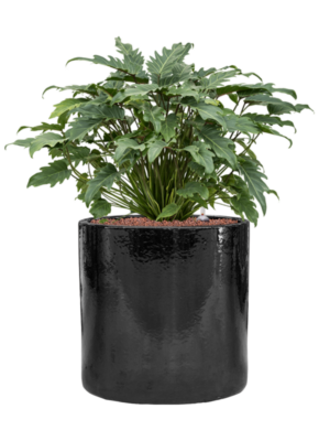 Philodendron 'Xanadu' en Cylinder