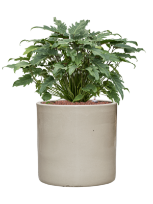 Philodendron 'Xanadu' en Cylinder