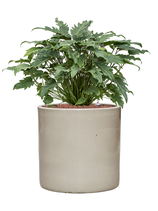 Philodendron 'Xanadu' en Cylinder, Ter Steege
