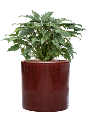 Philodendron 'Xanadu' en Cylinder