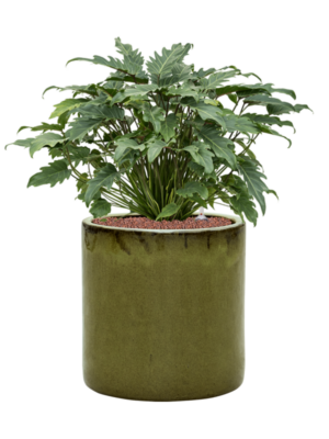 Philodendron 'Xanadu' en Cylinder