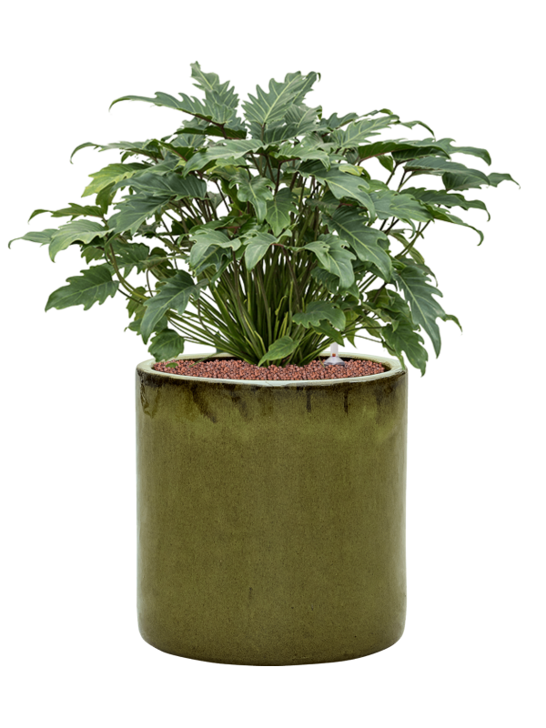 Philodendron 'Xanadu' en Cylinder, Ter Steege