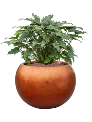 Philodendron 'Xanadu' en Baq Metallic Silver leaf