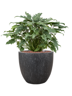 Philodendron 'Xanadu' en Baq Raindrop