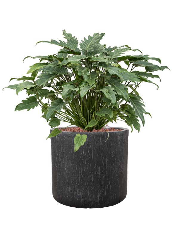 Philodendron 'Xanadu' en Baq Raindrop