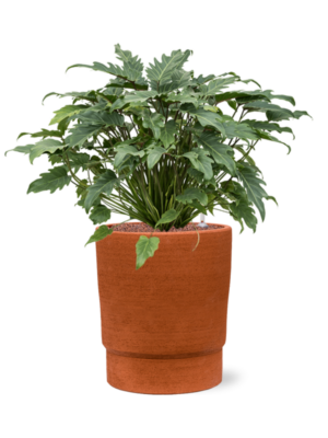 Philodendron 'Xanadu' en Chao