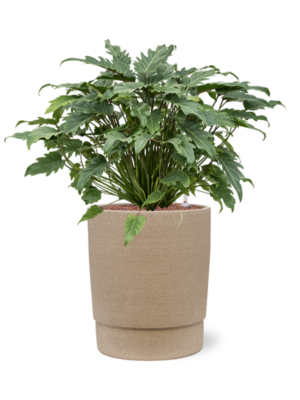 Philodendron 'Xanadu' en Chao