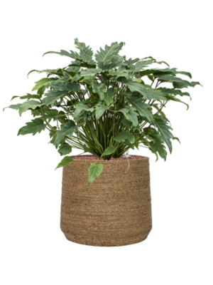 Philodendron 'Xanadu' en Bohemian