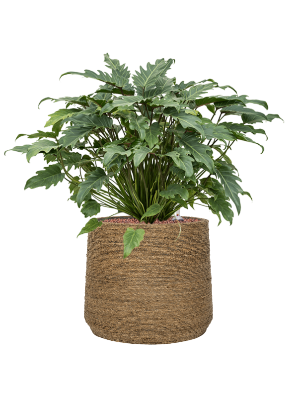 Philodendron 'Xanadu' en Bohemian, Pottery Pots