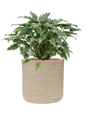 Philodendron 'Xanadu' en Baq Dune