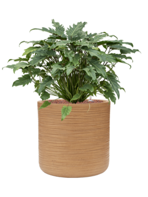Philodendron 'Xanadu' en Baq Dune