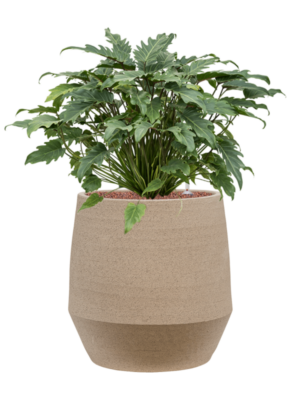Philodendron 'Xanadu' en Humus