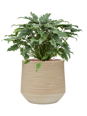 Philodendron 'Xanadu' en Baq Dune