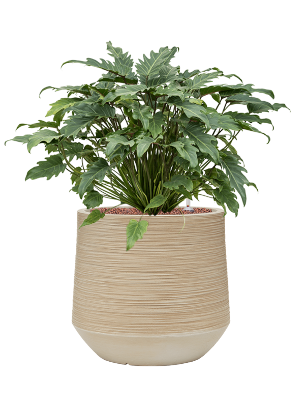 Philodendron 'Xanadu' en Baq Dune