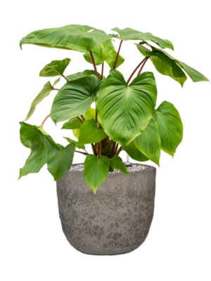 Homalomena rubescens 'Maggy' en Mountain