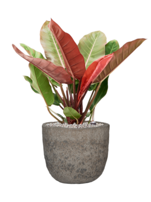 Philodendron 'Prince of Orange' en Mountain