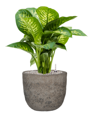 Dieffenbachia seguine 'Reeva' en Mountain