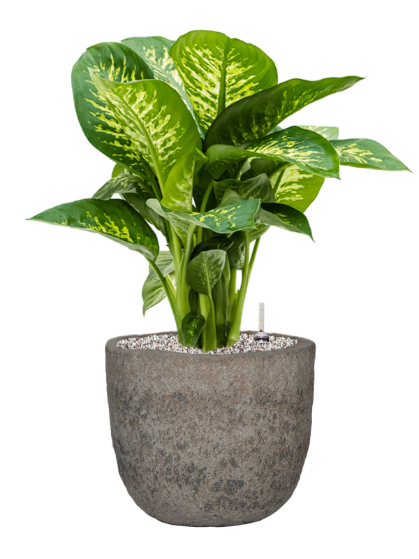 Dieffenbachia seguine 'Reeva' en Mountain, Pottery Pots