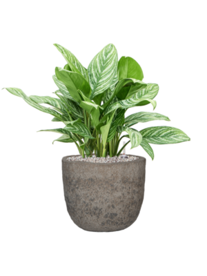Aglaonema 'Stripes' en Mountain