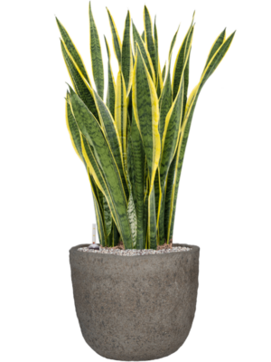 Sansevieria trifasciata 'Laurentii' en Mountain