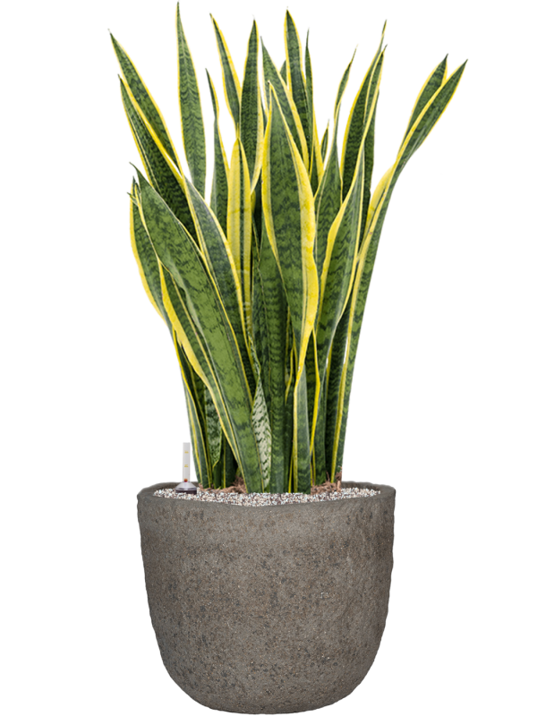 Sansevieria trifasciata 'Laurentii' en Mountain, Pottery Pots