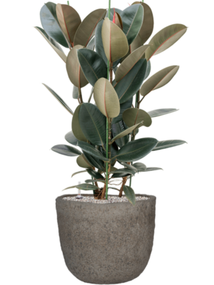 Ficus elastica 'Abidjan' en Mountain