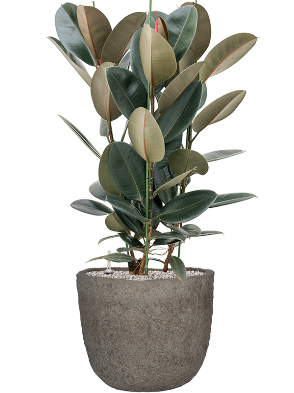Ficus elastica 'Abidjan' en Mountain, Pottery Pots