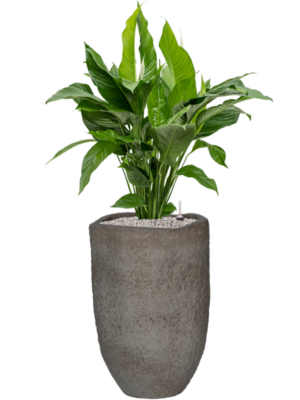 Spathiphyllum 'Sweet Lauretta' en Mountain