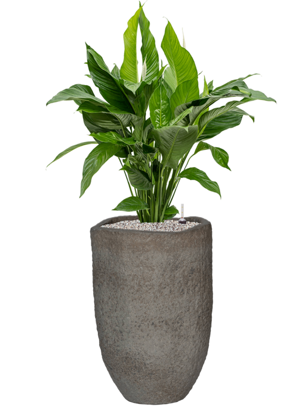 Spathiphyllum 'Sweet Lauretta' en Mountain, Pottery Pots